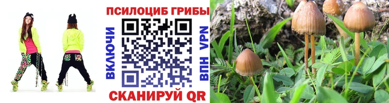 Купить  Губкинский  Псилоцибиновые грибы прущие грибы 
